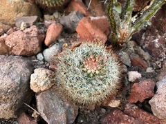 Mammillaria petrophila arida