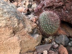 Mammillaria petrophila arida