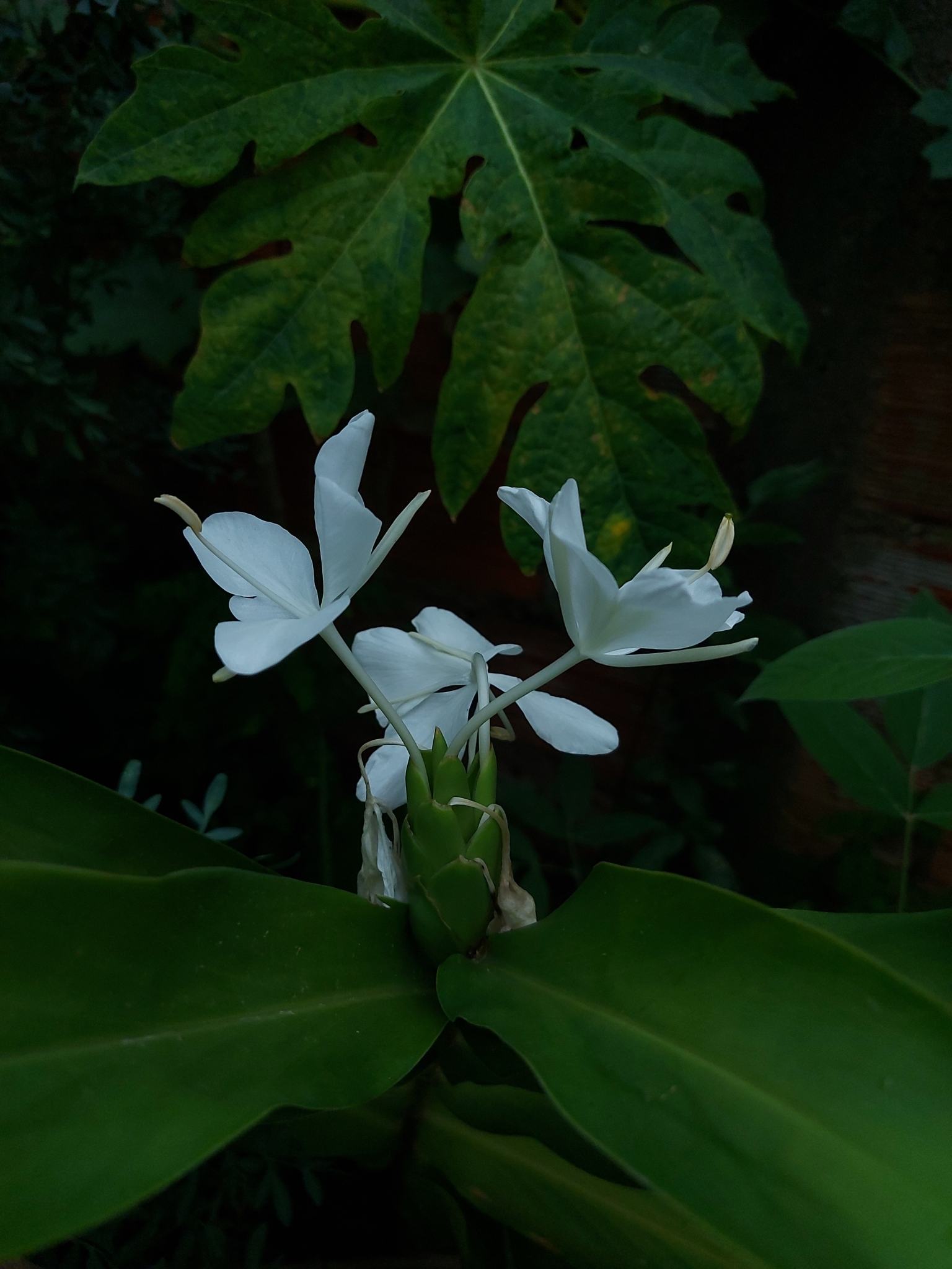 Hedychium coronarium