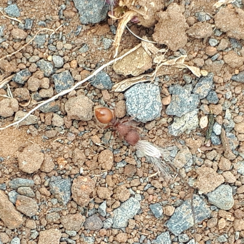Meranoplus diversus