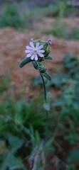 Silene decipiens
