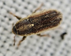Mecinus circulatus
