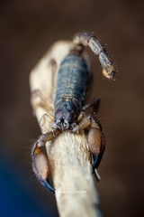 Scorpio fuscus