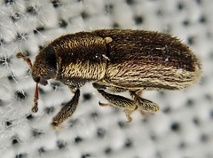 Mecinus circulatus