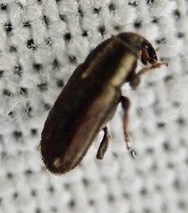 Mecinus circulatus