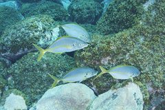 Pseudocaranx dentex