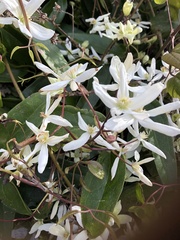 Clematis armandii
