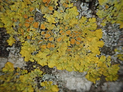 Xanthoria parietina