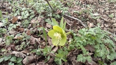 Helleborastrum