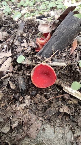 Elf Cups