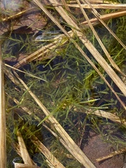 Fontinalis sullivantii