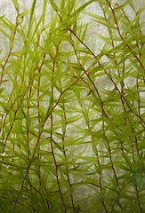 Fontinalis sullivantii