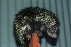 Coendou longicaudatus