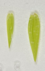 Fontinalis sullivantii