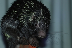 Coendou longicaudatus