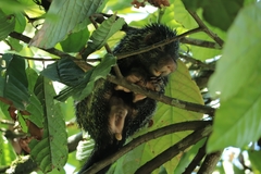 Coendou longicaudatus
