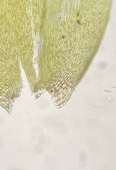 Fontinalis sullivantii