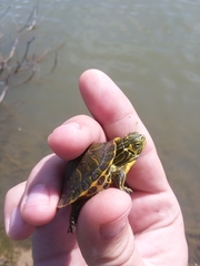 Trachemys scripta scripta
