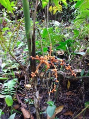 Chamaedorea pinnatifrons