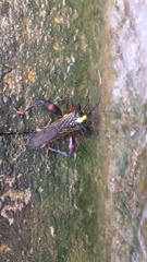 Acocopus
