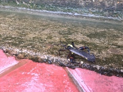 Acocopus