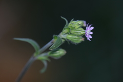 Silene decipiens