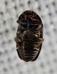 Brassicogethes