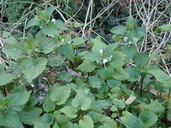 Lamium album