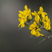 Scorpion Broom - Photo (c) brugorraiztelefonicanet, some rights reserved (CC BY-NC), uploaded by brugorraiztelefonicanet