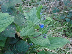 Pentaglottis sempervirens