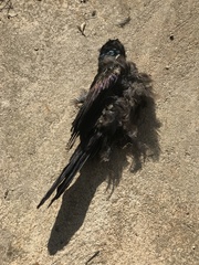 Quiscalus quiscula versicolor