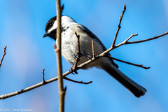 Poecile atricapillus