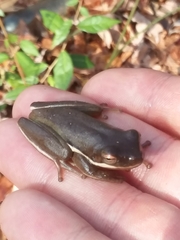 Hyla cinerea