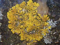 Xanthoria parietina