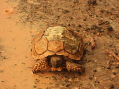 Chelonoidis chilensis