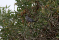 Xenospingus concolor