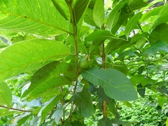 Psidium friedrichsthalianum