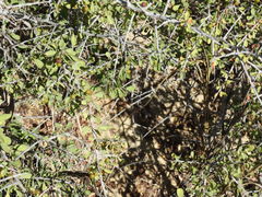 Condalia globosa
