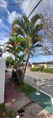Arecaceae