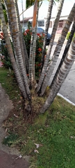 Arecaceae
