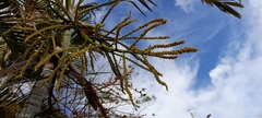 Arecaceae