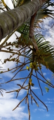 Arecaceae