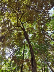 Chrysophyllum cainito