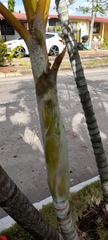 Arecaceae