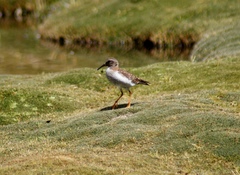 Phegornis mitchellii