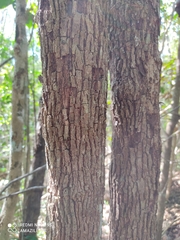 Chrysophyllum cainito