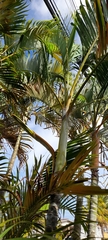Arecaceae