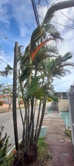 Arecaceae