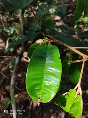 Chrysophyllum cainito