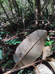 Chrysophyllum cainito